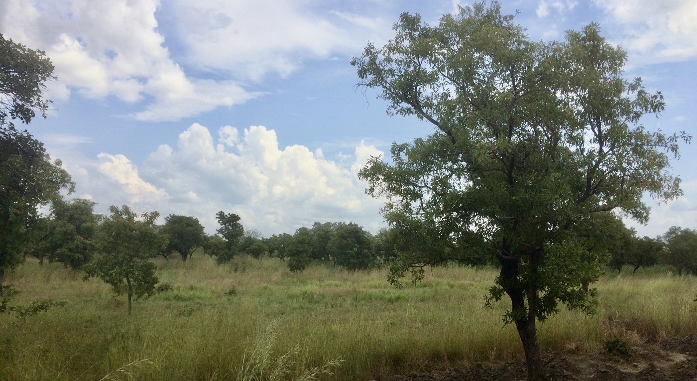 The picture shows a green landscape with tall grass and scattered trees in Wa, Ghana. The sky is blue and a few white clouds are moving across the horizon.