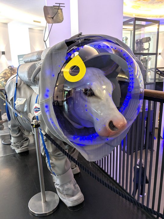 The picture shows a large space cow that is an exhibit at the planetarium. The cow is wearing a silver space suit. There are small blue light bulbs in the helmet.