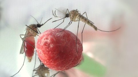 To be seen are 3 mosquitoes at the blood meal: a blood-soaked Q-tip on which 3 mosquitoes are sitting. One mosquito has visibly drunk blood, because the abdomen is reddish bulging.