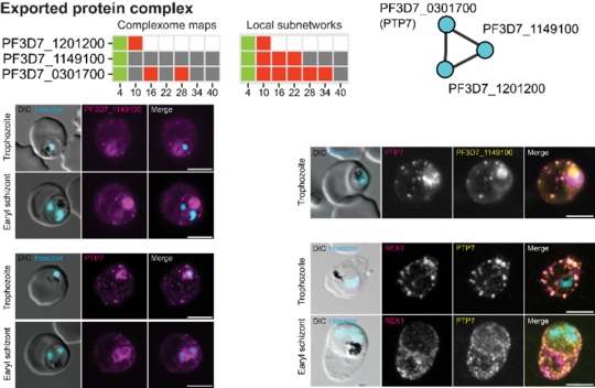 Grafik mit Fluoreszenzmikroskopie: Experimentelle Validierung der von MAP-X vorhergesagten Wechselwirkungen
