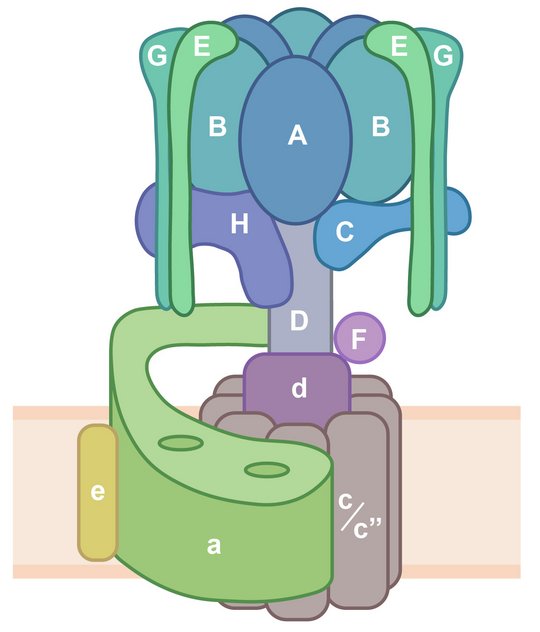 Schematic of the V-ATPase complex.