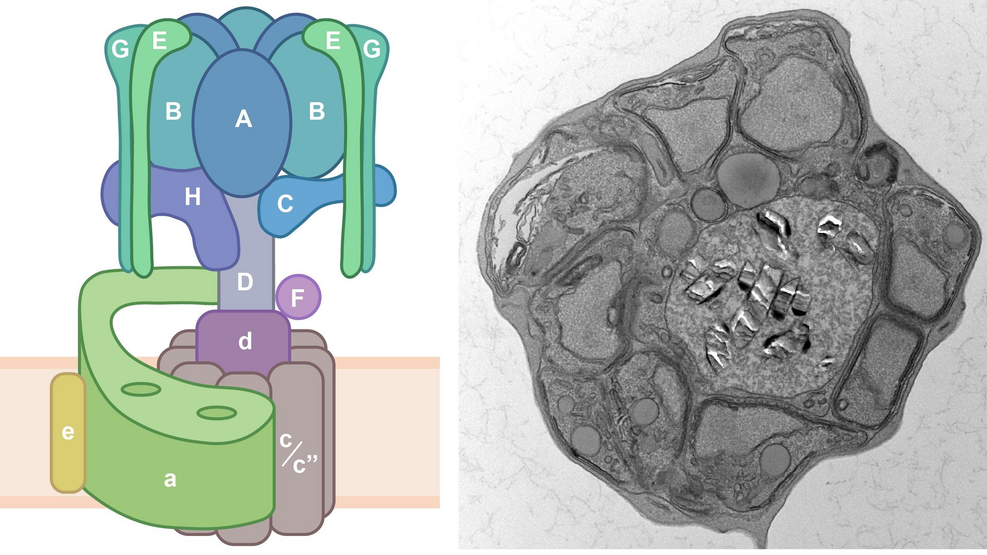 Schmematic of the V-ATPase complex and two EM images of transgenic parasites