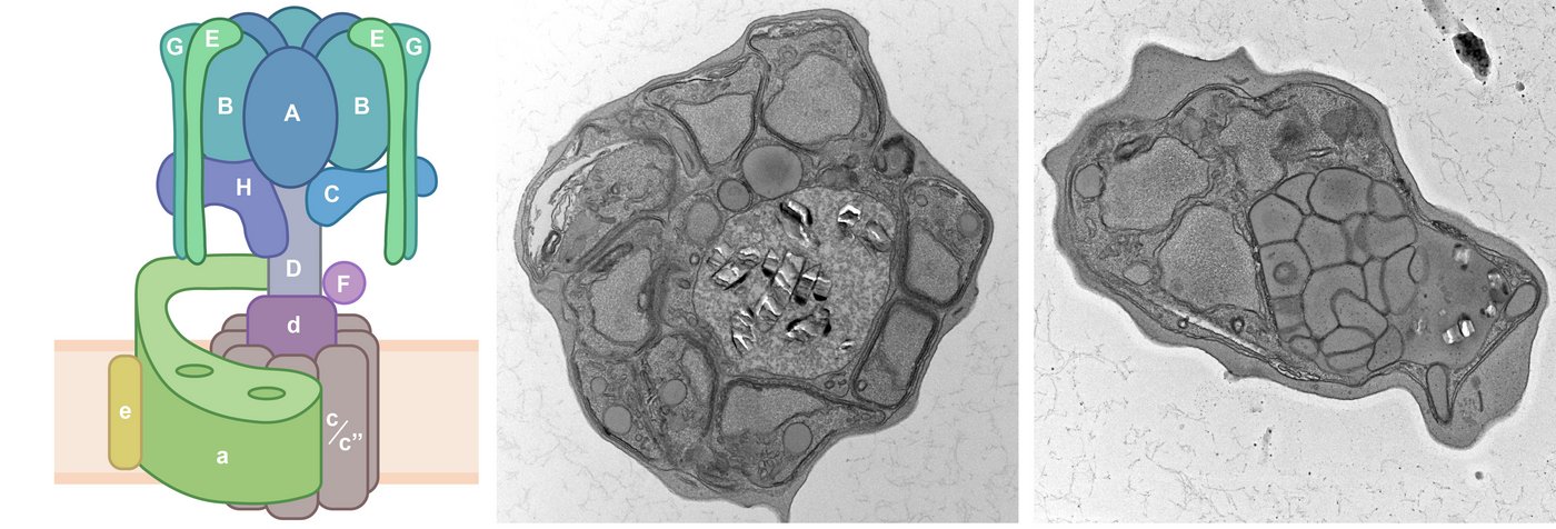 Schematic of V-ATPase and EM images of parasites