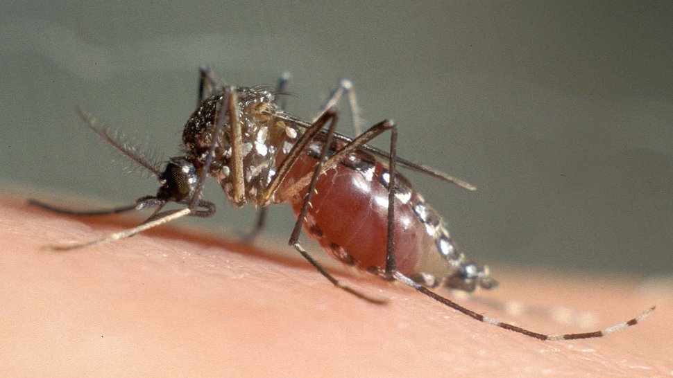 Das Bild zeigt eine mit Blut vollgesogene Gelbfiebermücke auf einem Stück Haut sitzend.
