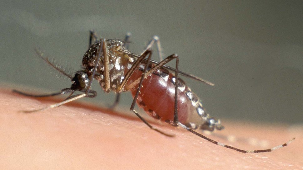 Aedes aegypti Das Bild zeigt eine mit Blut vollgesogene Gelbfiebermücke auf einem Stück Haut sitzend.