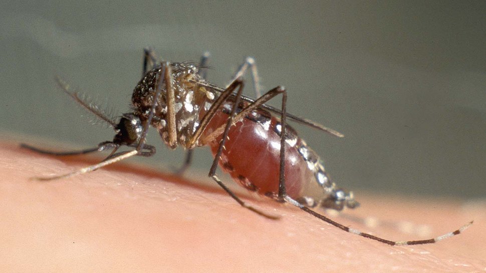 Das Bild zeigt eine mit Blut vollgesogene Gelbfiebermücke auf einem Stück Haut sitzend.