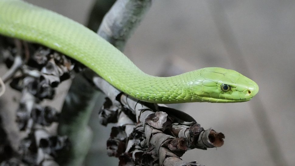 The picture shows a photograph of a green mamba on a tree branch. The head of the snake can be seen from the side. Its right eye and the scales of its head are clearly visible. The rest of the body fades towards the upper left edge of the picture.