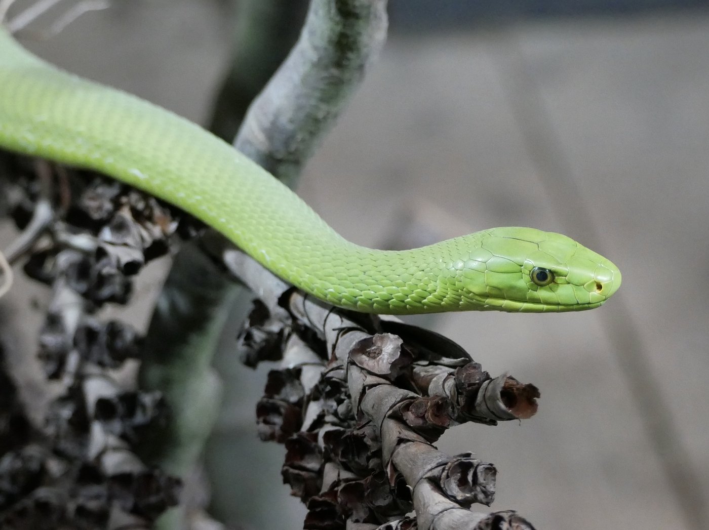 The picture shows a Green Mamba (Dendroaspis angusticeps) from the side sitting on a branch.