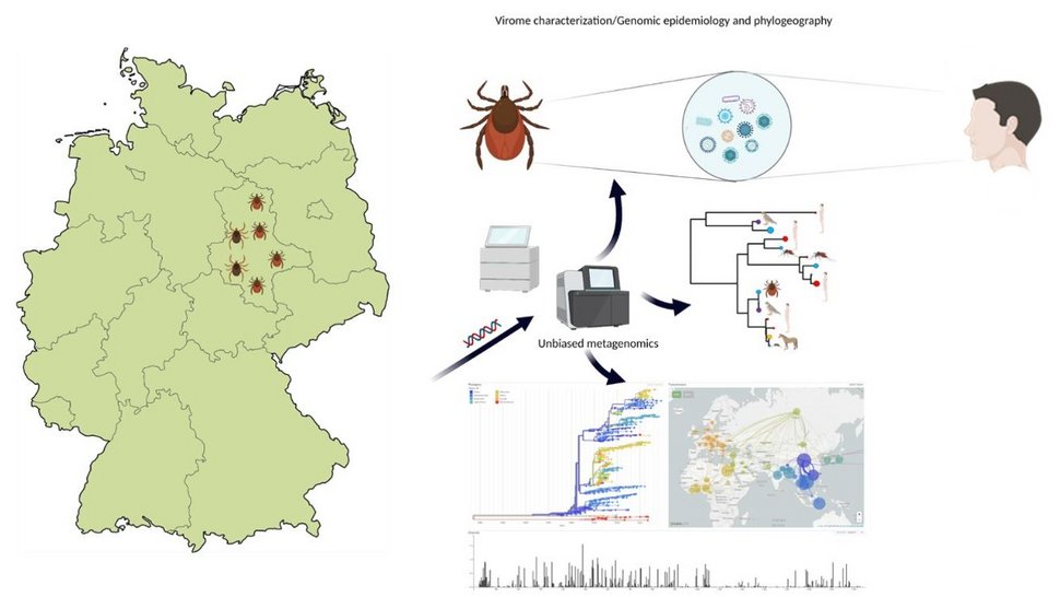 The double graphic shows a greenish map of Germany with the 16 federal states on the left. In the area of Saxony-Anhalt, numerous brownish ticks can be seen. On the right, a schematic representation of the research project's processes.