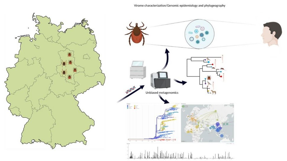 Die Doppel-Grafik zeigt links eine grünliche Karte Deutschlands mit den 16 Bundesländern. Im Gebiet von Sachsen-Anhalt sind zahlreiche bräunliche Zecken zu sehen. Rechts eine schematische Darstellung der Abläufe des Forschungsprojekts.