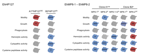 Grafische Darstellung der Veränderungen der Pathogenitätseigenschaften der Amöben nach vermehrter und verminderter Produktion der Moleküle EhHP127, EhMP8-1 und EhMP8-2