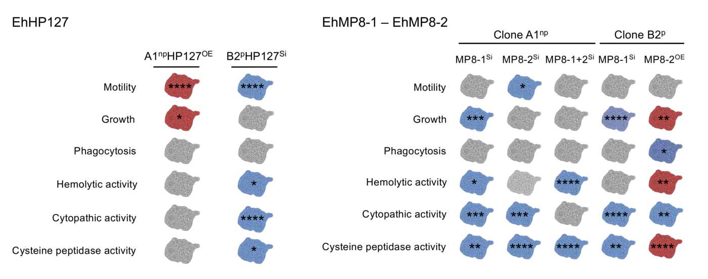 Grafische Darstellung der Veränderungen der Pathogenitätseigenschaften der Amöben nach vermehrter und verminderter Produktion der Moleküle EhHP127, EhMP8-1 und EhMP8-2