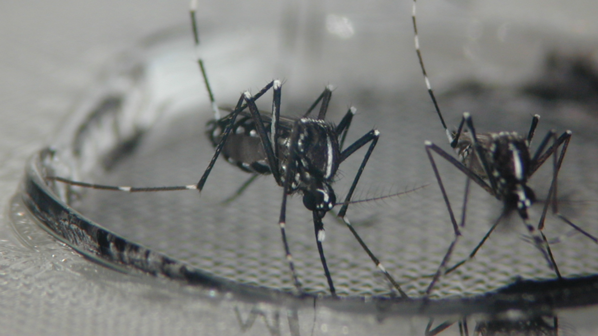 Zwei asiatischen Tigermücke (Aedes albopictus) in der Nahaufnahme.