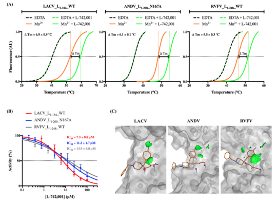Validierung von Metallchelatoren wie Diketosäuren als Ausgangspunkt für die Entwicklung von Medikamenten gegen Bunyaviren, die auf ihre Cap-ENDOs abzielen: Zu sehen sind mehrere Graphen, die die Validierung von Metallchelatoren zeigen.