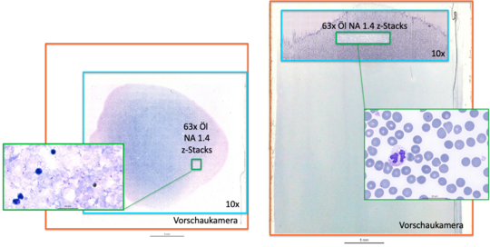 Bild zeigt verschiedene Proben unter dem Mikroskop