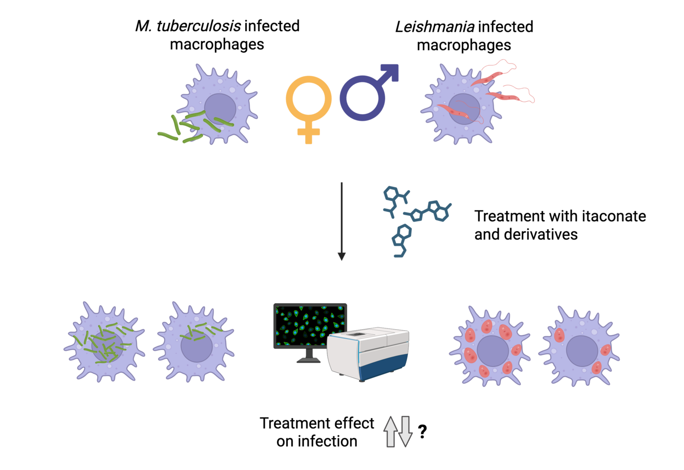 Workflow infection, treatment and measurement with HCS The graphic shows round cells (macrophages) in light purple with pseudopodia-like extensions. In the cells, tuberculosis bacteria are shown as green rods and Leishmania as red elongated structures. In the centre of the graphic, the treatment with itaconate is shown as a chemical formula. Below this, in the centre, is a box-like device with a screen as an HCS system. Next to it are infected cells with arrows pointing upwards and downwards and a question mark