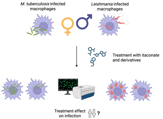 The graphic shows round cells (macrophages) in light purple with pseudopodia-like extensions. In the cells, tuberculosis bacteria are shown as green rods and Leishmania as red elongated structures. In the centre of the graphic, the treatment with itaconate is shown as a chemical formula. Below this, in the centre, is a box-like device with a screen as an HCS system. Next to it are infected cells with arrows pointing upwards and downwards and a question mark