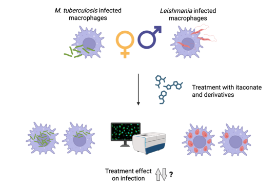 The graphic shows round cells (macrophages) in light purple with pseudopodia-like extensions. In the cells, tuberculosis bacteria are shown as green rods and Leishmania as red elongated structures. In the centre of the graphic, the treatment with itaconate is shown as a chemical formula. Below this, in the centre, is a box-like device with a screen as an HCS system. Next to it are infected cells with arrows pointing upwards and downwards and a question mark