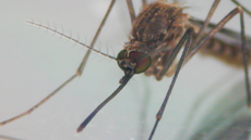 Link zur FAQ-Seite Stechmücken in Deutschland