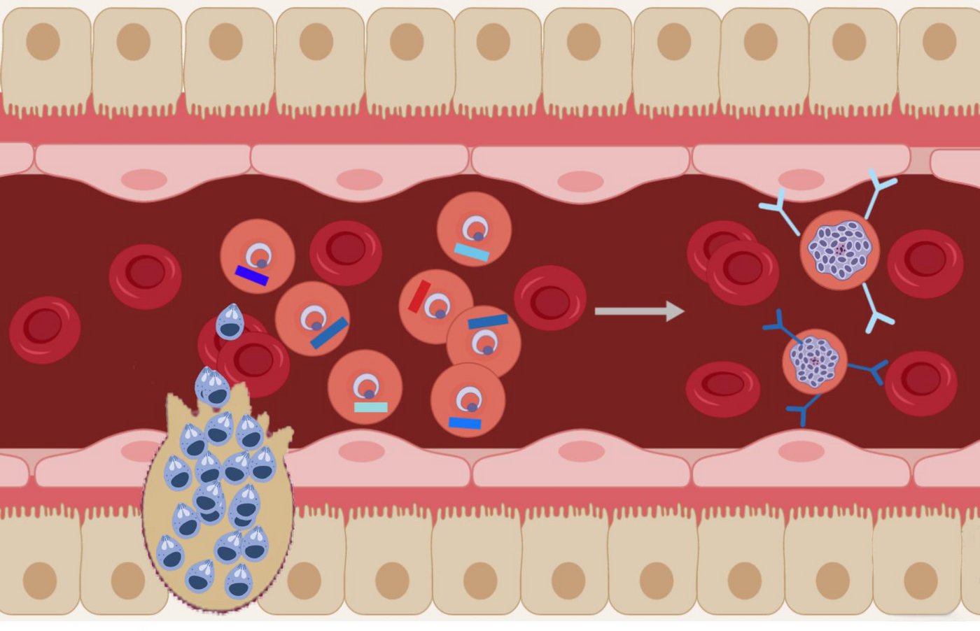 Das Bild zeigt eine schematische Darstellung zur Malariainfektion.