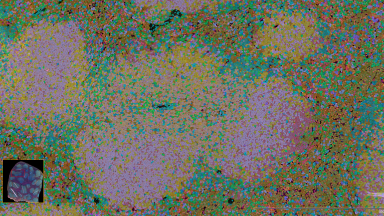 A depiction of a mouse spleen using colorful dots marking different kinds of cells