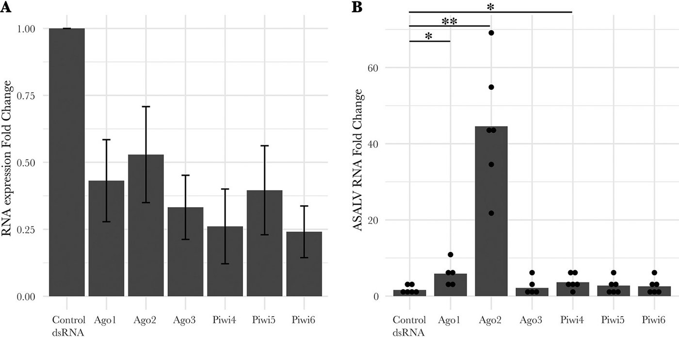 The graph shows successful silencing of all major RNAi proteins in A. aegypti-derived AF5 cells. Increased ASALV replication only in cells with silencing of Ago1, Ago2 or Piwi4.