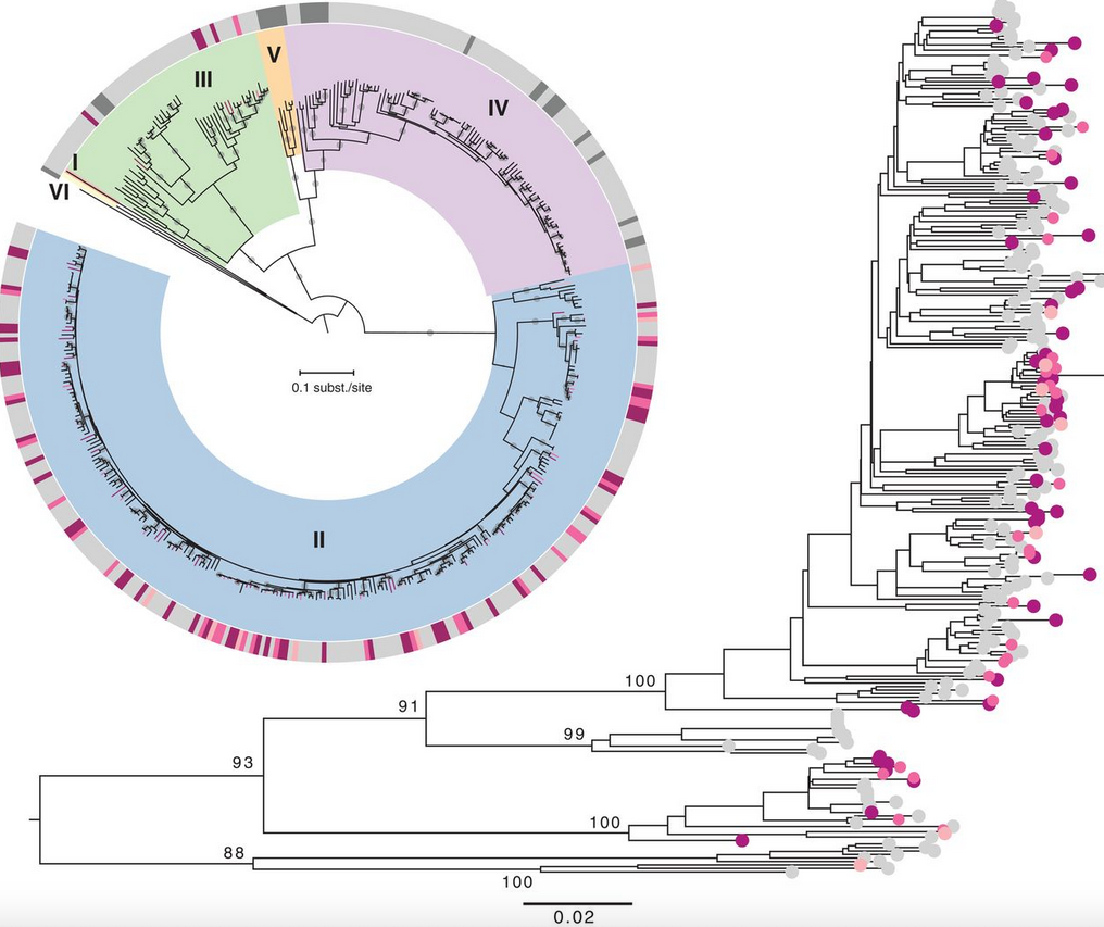 Phylogenetische Rekonstruktion der S-Segment-Daten. Das Bild zeigt eine Grafik.