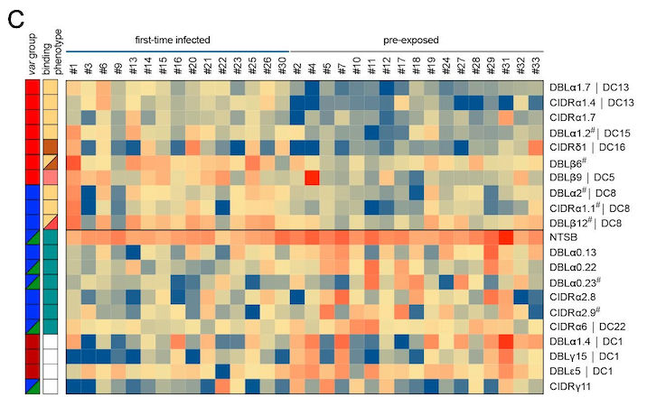 Das Bild zeigt eine Heat Map des Oberflächenantigens (VSA) des menschlichen Malariaparasiten.