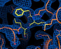 Elektronendichtekarte des antiviral aktivsten Wirkstoffs Calpeptin Das Bild zeigt eine schematische farbige Darstellung des antiviral aktivsten Wirkstoffs Calpeptin.
