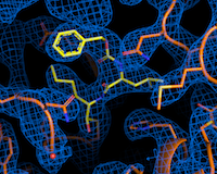 The picture shows a schematic colour representation of the most antiviral active ingredient calpeptin.