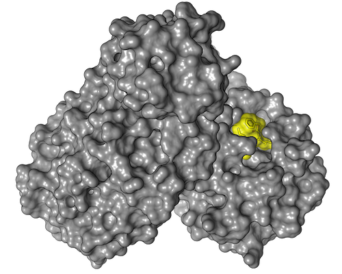 Oberflächendarstellung von der Corona-Hauptprotease Mpro mit gebundenem Wirkstoff Calpeptin (gelb). Das Bild zeigt eine graue Struktur mit einem gelb eingefärbten Bereich.