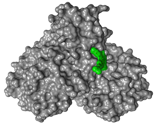 Oberflächendarstellung von der Corona-Hauptprotease Mpro mit gebundenem Wirkstoff Pelitinib (grün). Das Bild zeigt eine graue Struktur mit einem grün eingefärbten Bereich.