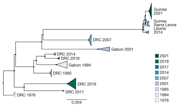 Das Bild zeigt eine schematische Darstellung von phylogenetischen Wahrscheinlichkeiten zu Ebola