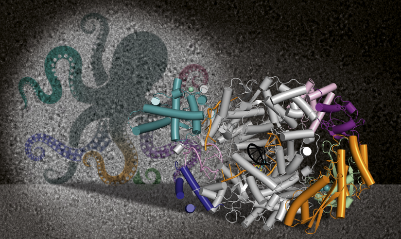 Das Bild zeigt eine Visualisierung eines Lassa-Virus.