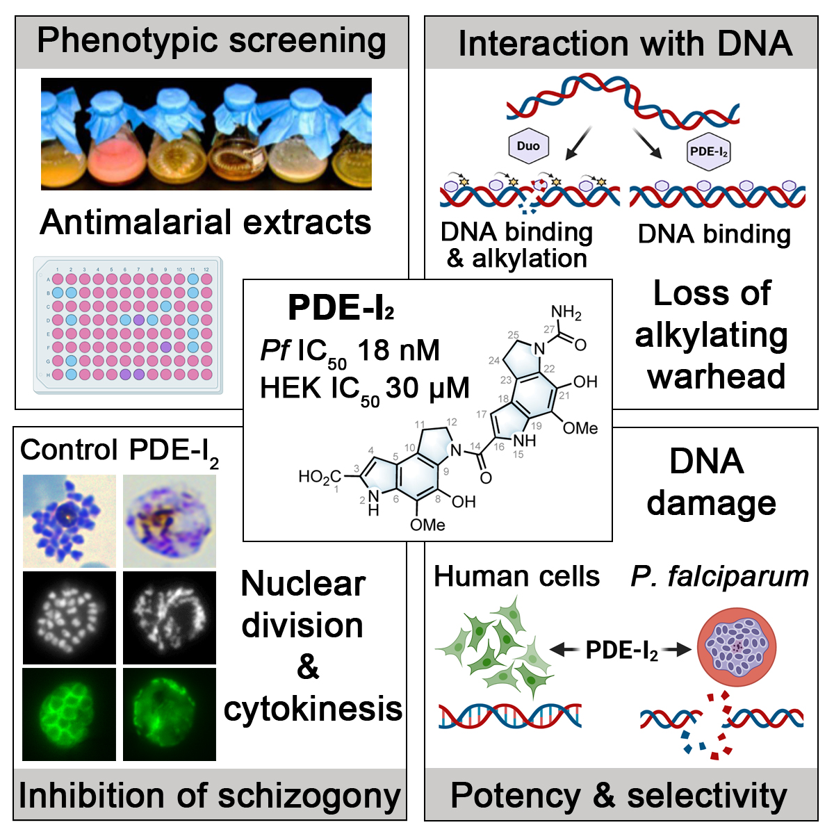 Visualisation of phenotype screening of anti-malarial extracts