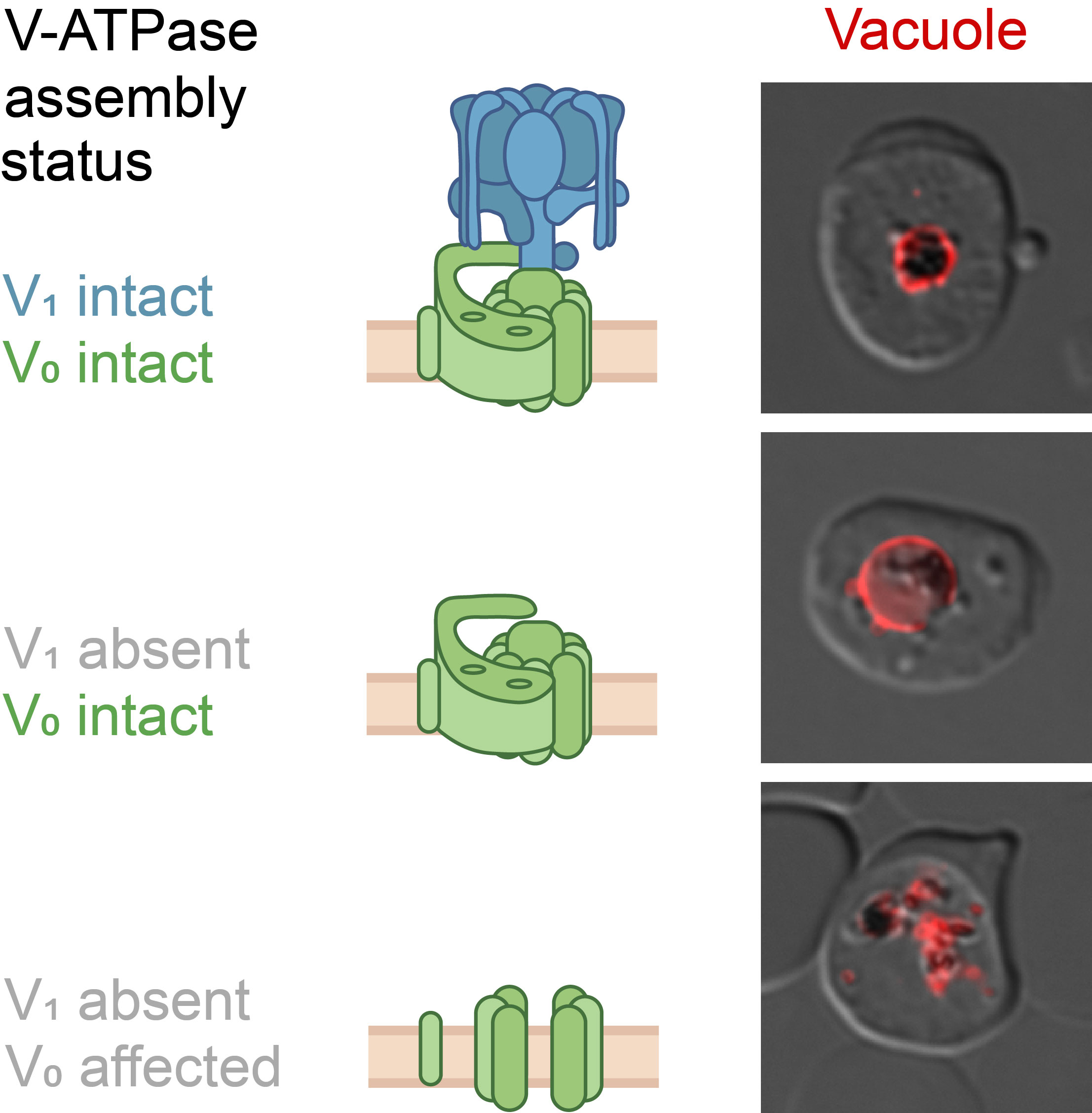 Links eine mehrfarbige Darstellung der Protonenpumpe mit den einzelnen Proteinen, innerhalb des Zellsaftes und innerhalb der Vakuolenmembran, rechts drei elektronenmikroskopische Bilder des Parasiten.