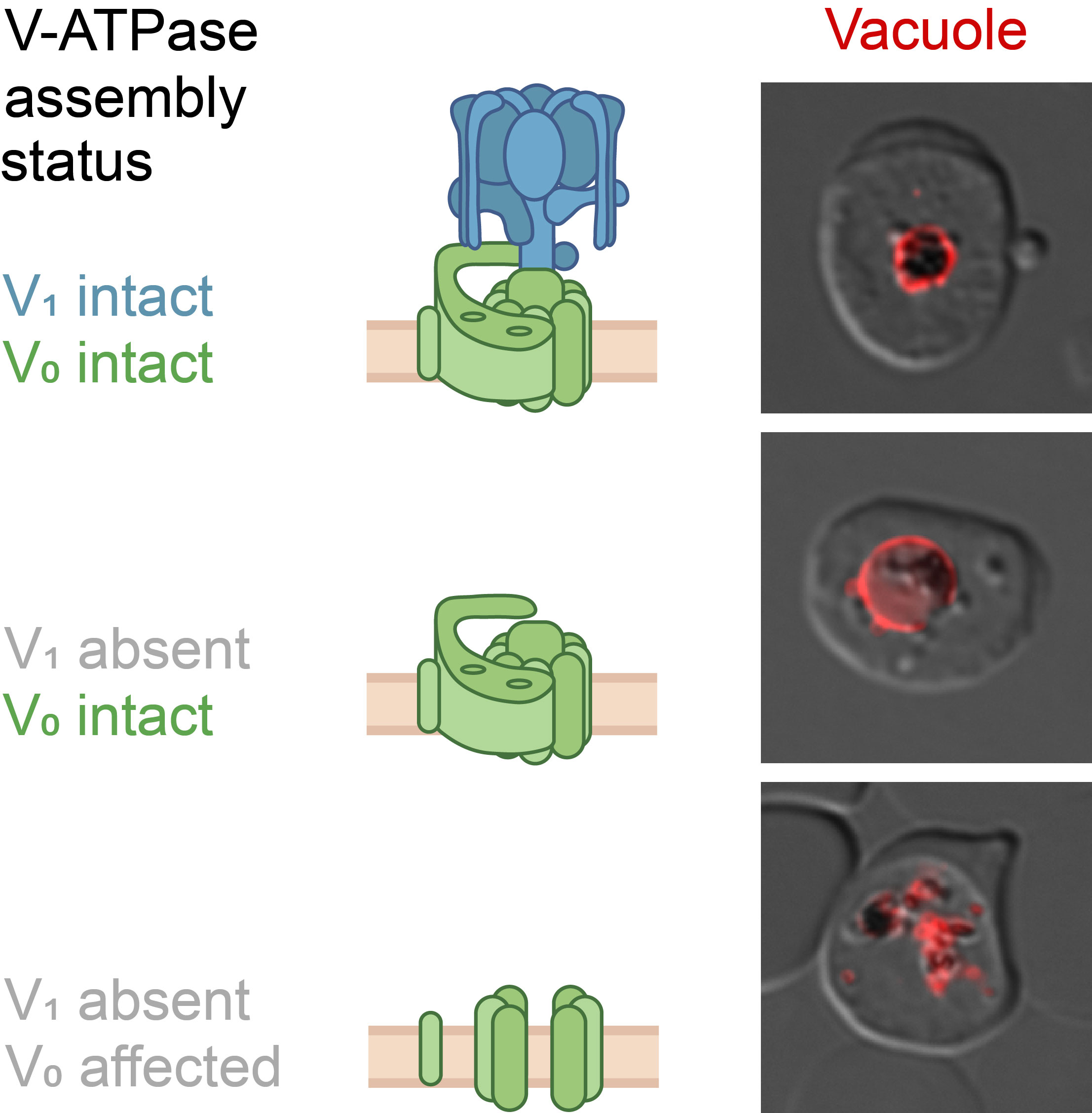 On the left, a multicoloured representation of the proton pump with the individual proteins, within the cell sap and within the vacuole membrane; on the right, three electron microscope images of the parasite.