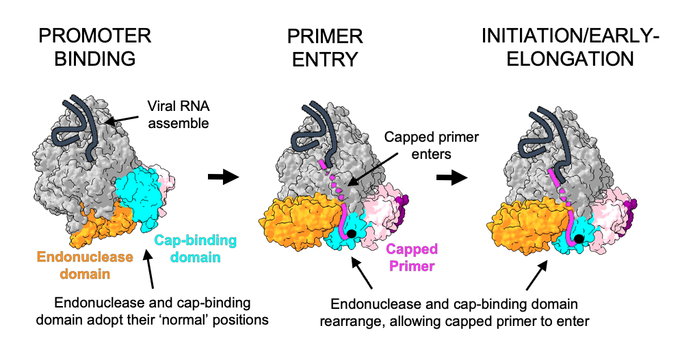 Drei Stadien des L-Proteins des SFTS-Virus Die Abbildung zeigt das modellierte L-Protein des SFTS-Virus in drei verschiedenen Stadien des Transkriptionsprozesses.