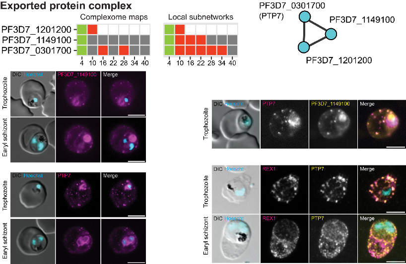 Grafik mit Fluoreszenzmikroskopie: Experimentelle Validierung der von MAP-X vorhergesagten Wechselwirkungen
