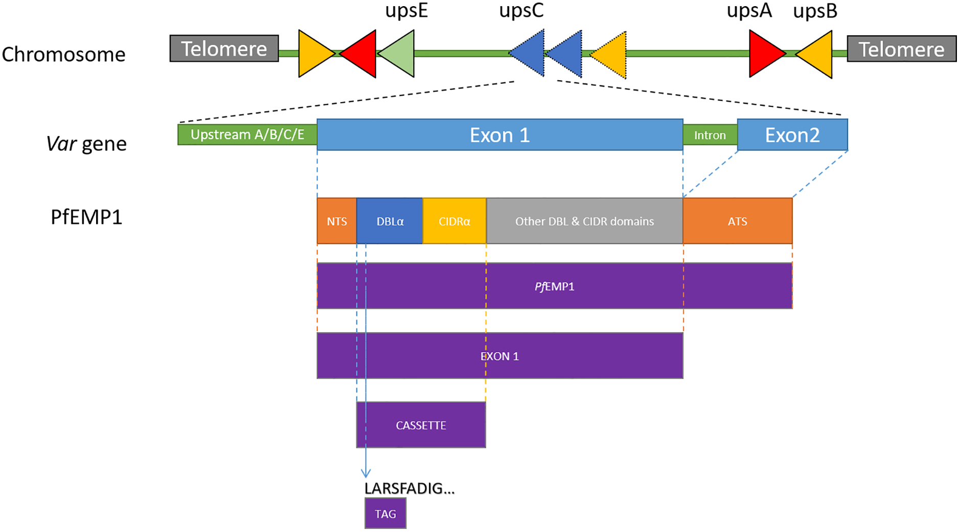 Die Abbildung zeigt schematisch die Struktur der vom var-Gen kodierten PfEMP1-Domänen.