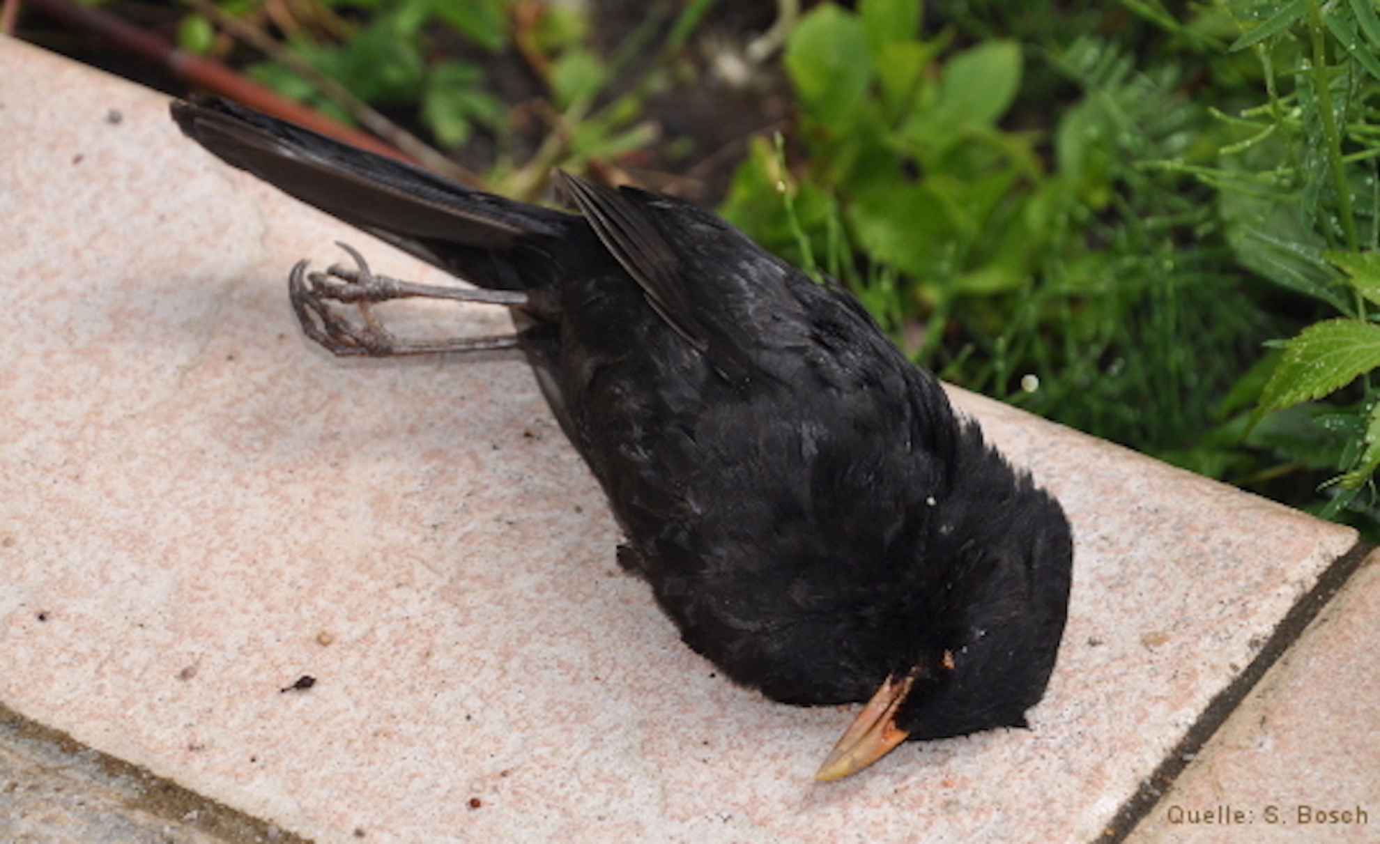 Auf einem Stein liegende am Usutu-Virus verstorbenes Amselmännchen
