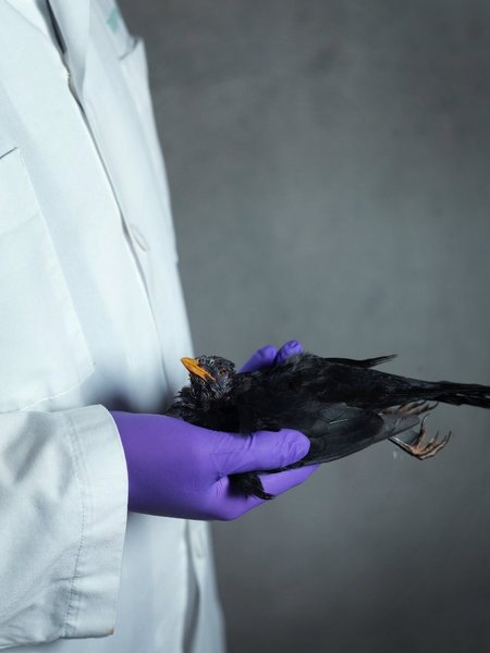 Am Usutu-Virus verstorbenes Amselmännchen vor das von einem Forscher in Kittel und Handschuhen in den Händen gehalten wird.