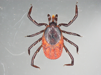 Ixodes ricinus Eine Holzbock-Zecke von oben, mit rötlichem Körper, braunem Teilpanzer auf dem Rücken und braunen Beinen und Beißzangen
