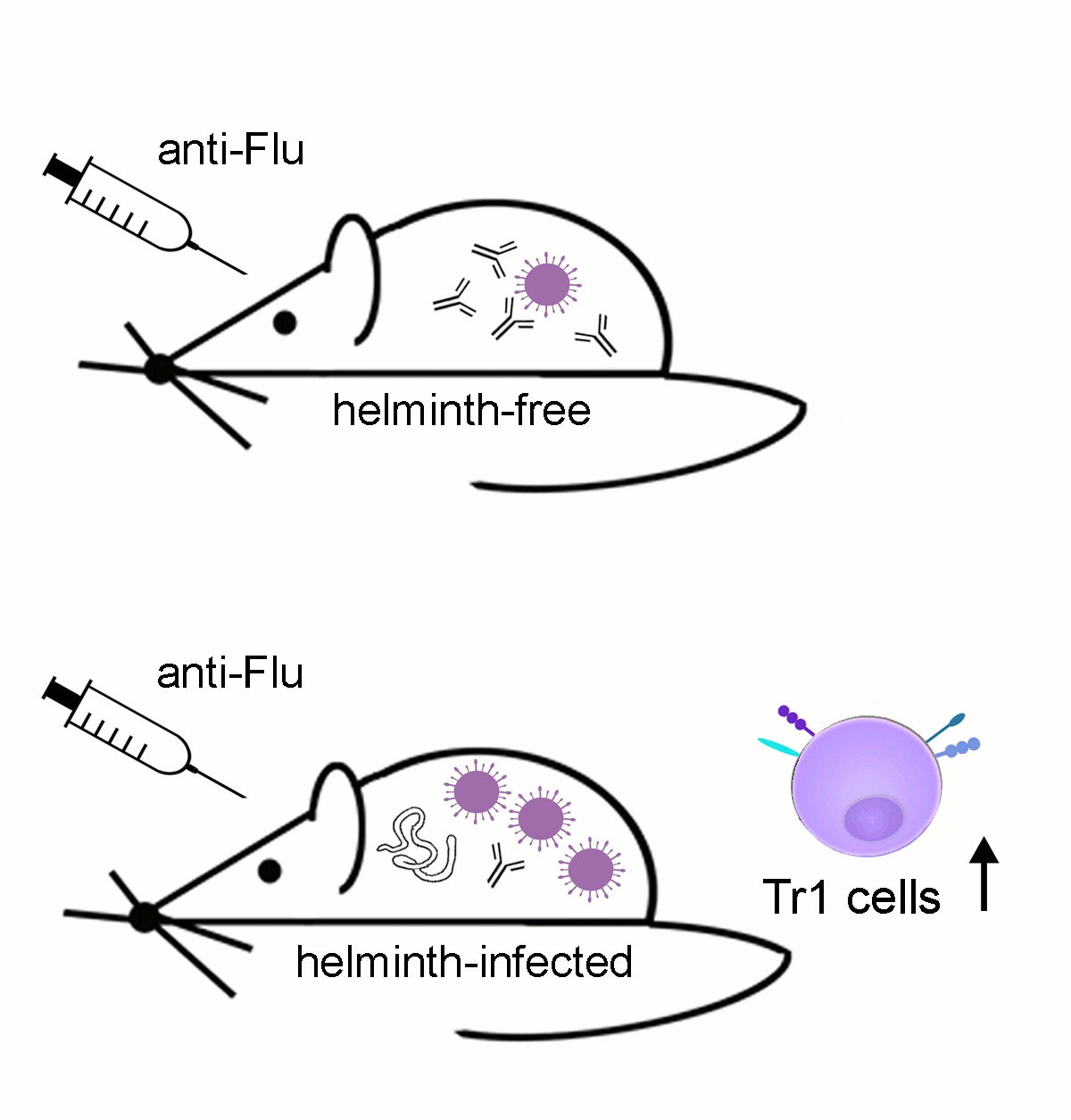 Das Bild zeigt eine schematische Darstellung des Einflusses auf die Immunreaktion mit vorheriger Grippeschutzimpfung