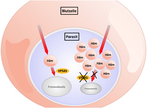 Aktives VPS45 (links): Hämoglobin-Aufnahme. Inaktives VPS45 (rechts): keine Nahrungsaufnahme, der Parasit stirbt.