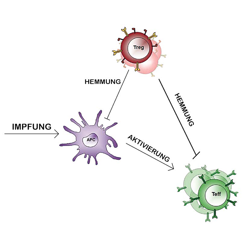 Schematische Darstellung der Immunregulation nach Malariaimpfung