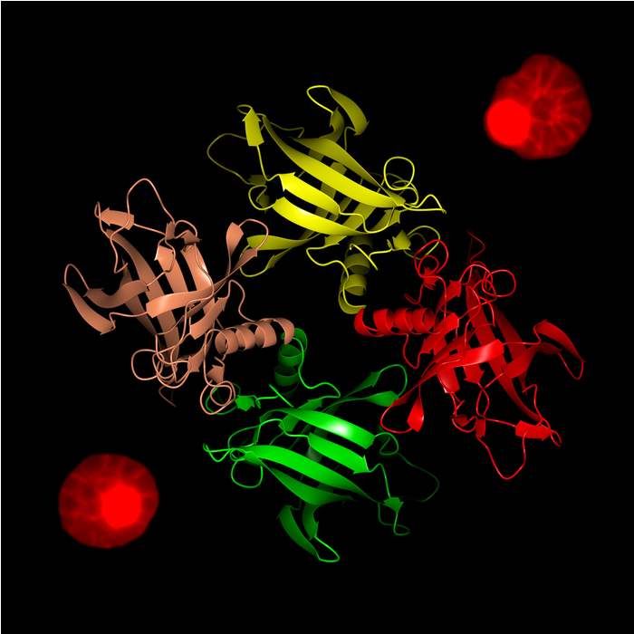 Das Bild zeigt Bändermodell der Proteinstruktur von Plasmodium falciparum Lipocalin (PfLCN). Das Protein tritt als sogenanntes Tetramer auf, also als Komplex aus vier gleichen Einzelmolekülen. Die FluoreszenzaufDs Bild zeigt Malariaparasiten, die das Lipocalin in den Vakuolen sammelt. Buntes Schaubild.