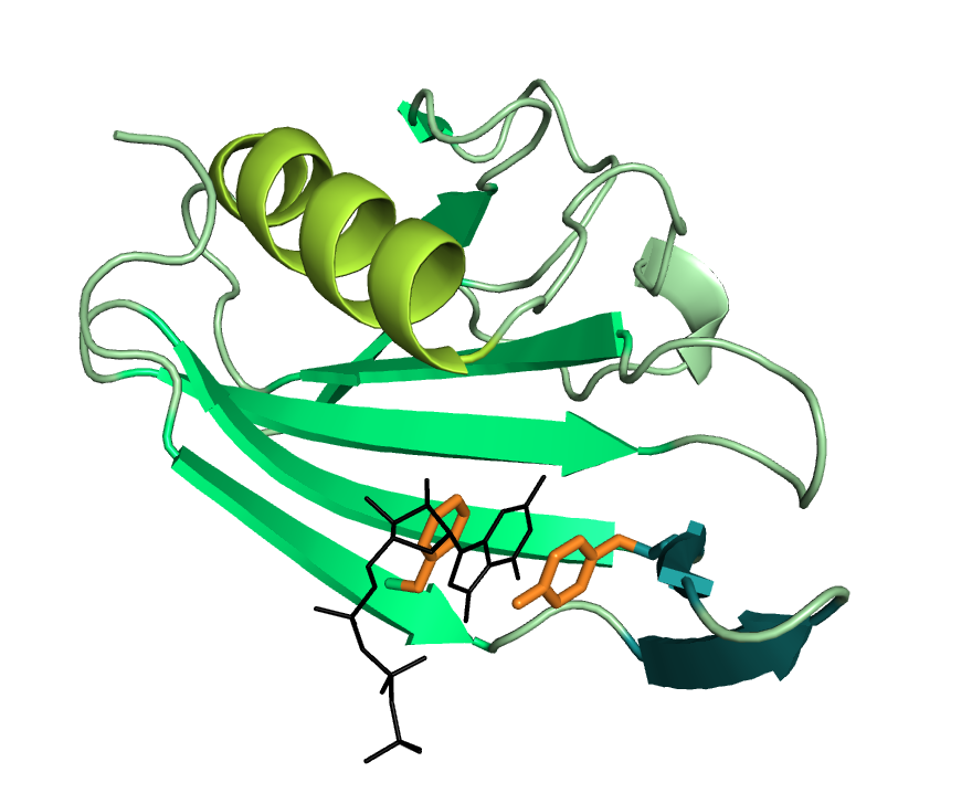 Das Bild zeigt eine schematische Darstellung eines Proteins