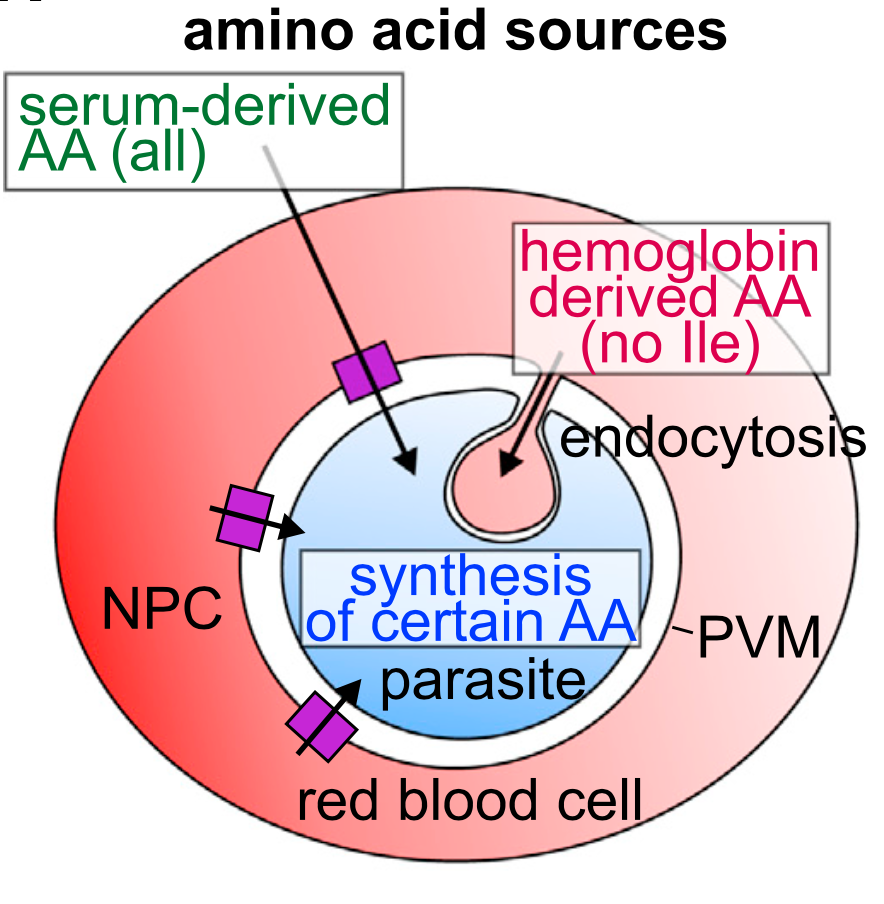 Grafik: Aminosäurequellen des Parasiten im Erythrozyten