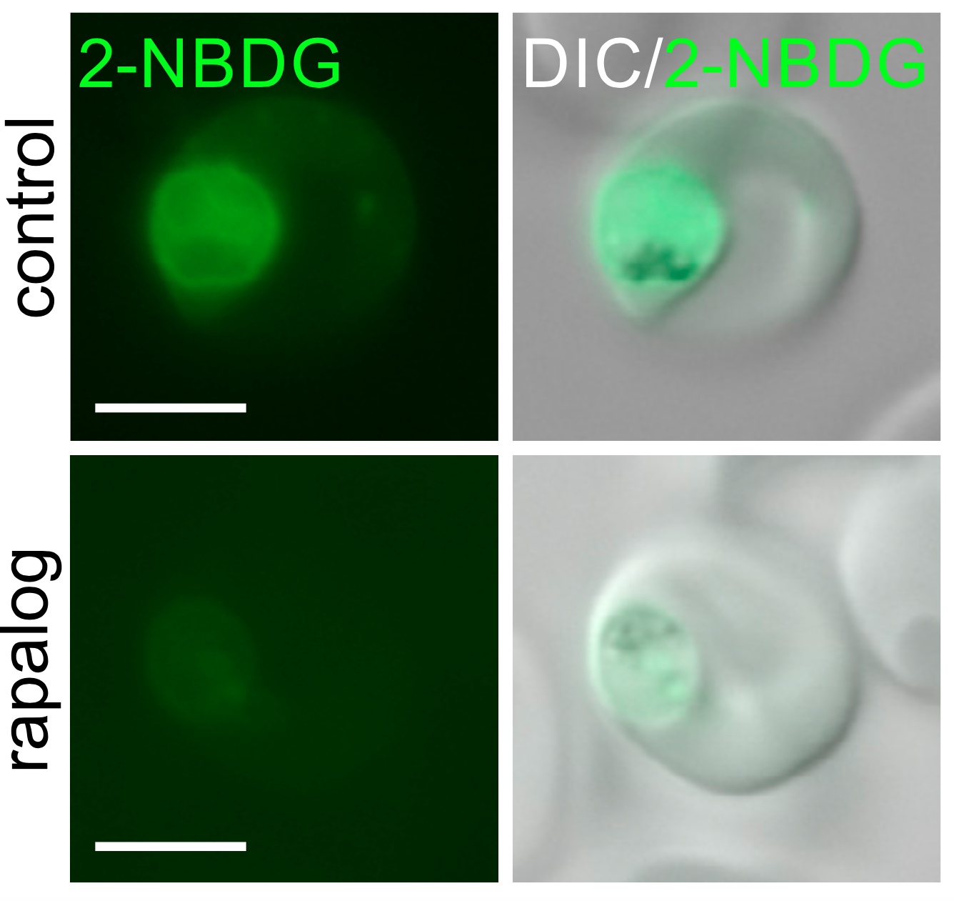 Figure: Live Cell Imaging Malaria Parasite